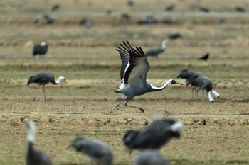 White-naped Crane Izumi Crane Observation Center Sun, 1/30/2022