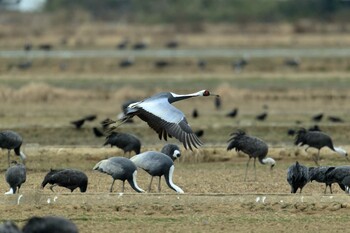 White-naped Crane Izumi Crane Observation Center Sun, 1/30/2022