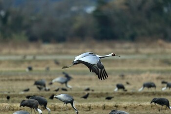 White-naped Crane Izumi Crane Observation Center Sun, 1/30/2022