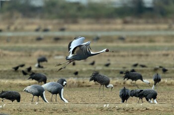 White-naped Crane Izumi Crane Observation Center Sun, 1/30/2022