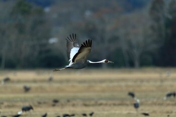 White-naped Crane Izumi Crane Observation Center Sun, 1/30/2022