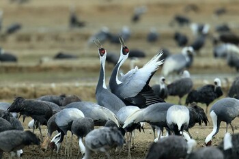 White-naped Crane Unknown Spots Sun, 1/30/2022