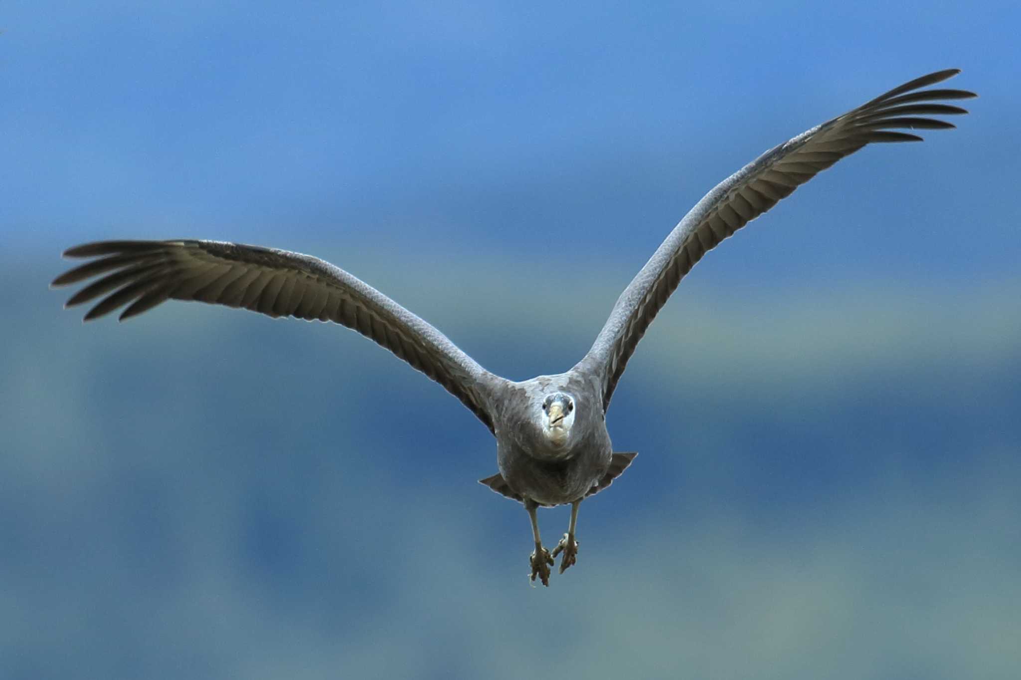 Photo of Hooded Crane at Izumi Crane Observation Center by 哲庵（てつあん）