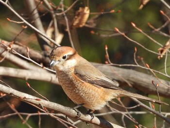 Bull-headed Shrike 長瀞町 Tue, 1/19/2021