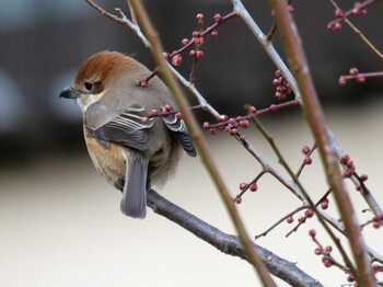 Bull-headed Shrike 長瀞町 Sat, 1/29/2022