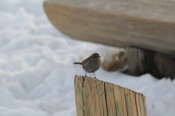 Japanese Accentor Murododaira Tue, 5/3/2016