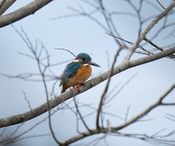 Sun, 1/30/2022 Birding report at 蟹ヶ谷公園