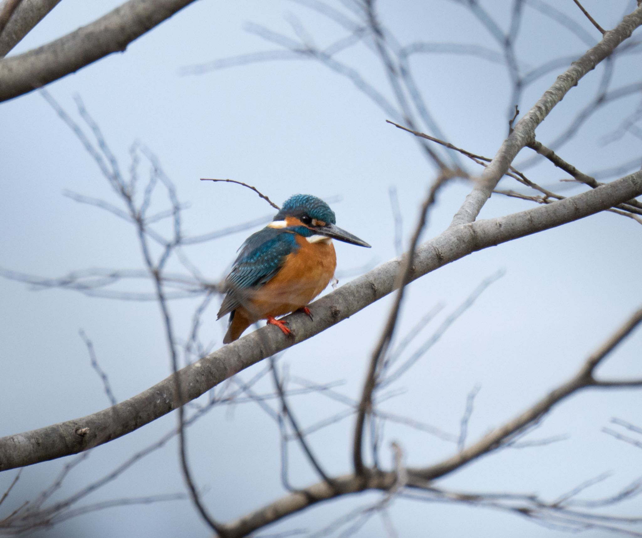 Common Kingfisher