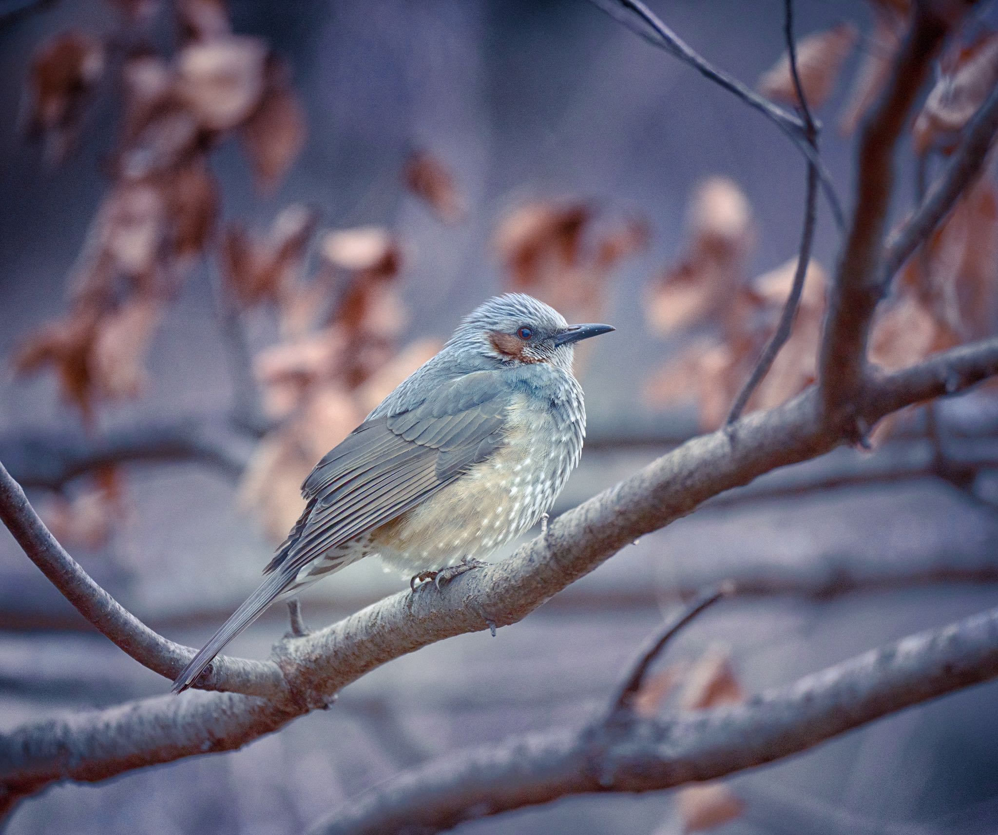 Brown-eared Bulbul