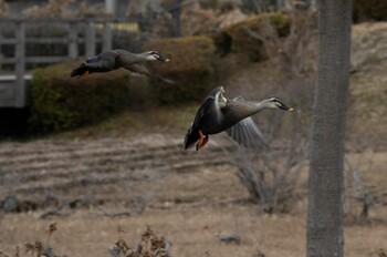 Eastern Spot-billed Duck 蟹ヶ谷公園 Sun, 1/30/2022