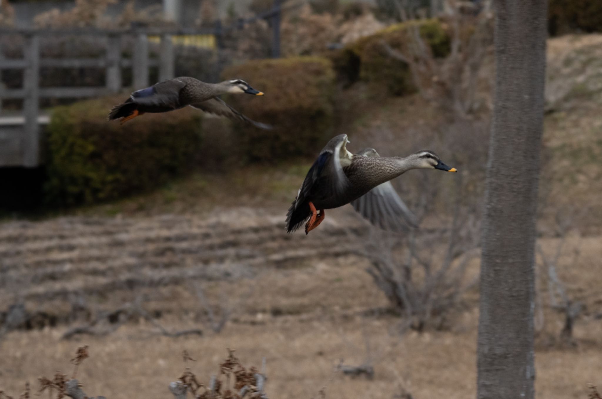 Eastern Spot-billed Duck