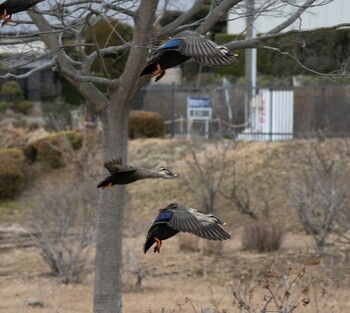 Eastern Spot-billed Duck 蟹ヶ谷公園 Sun, 1/30/2022