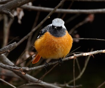 Daurian Redstart 蟹ヶ谷公園 Sun, 1/30/2022