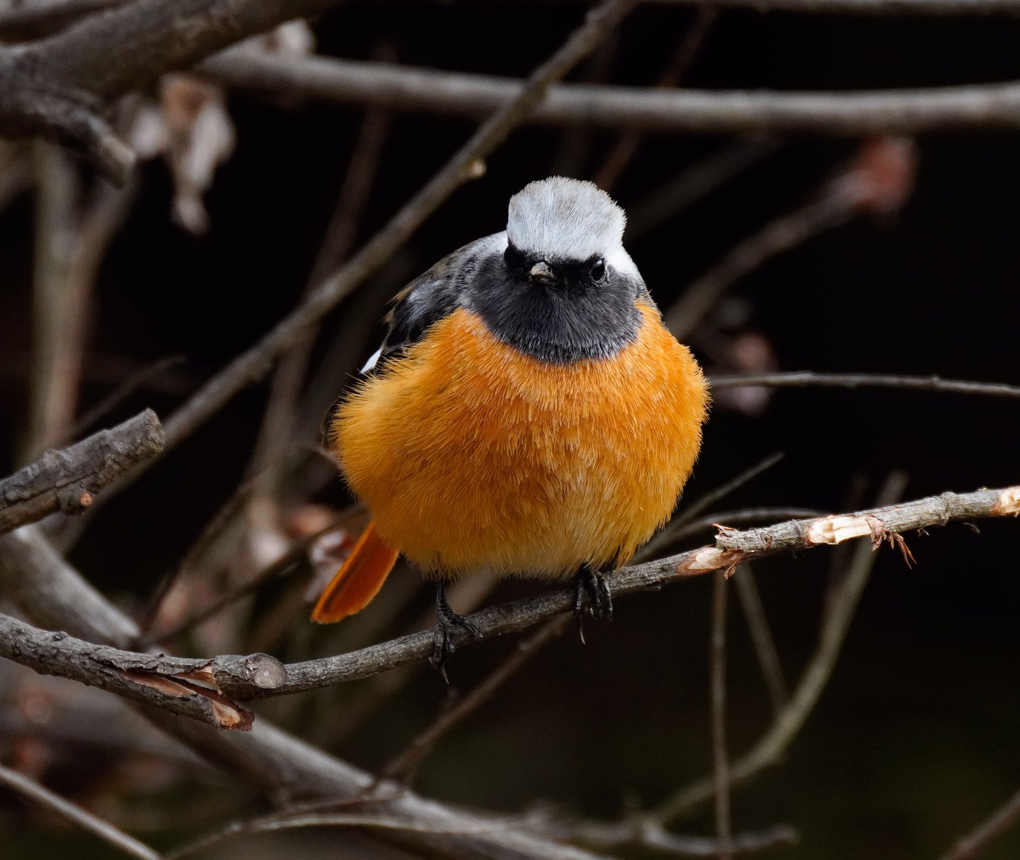 Daurian Redstart