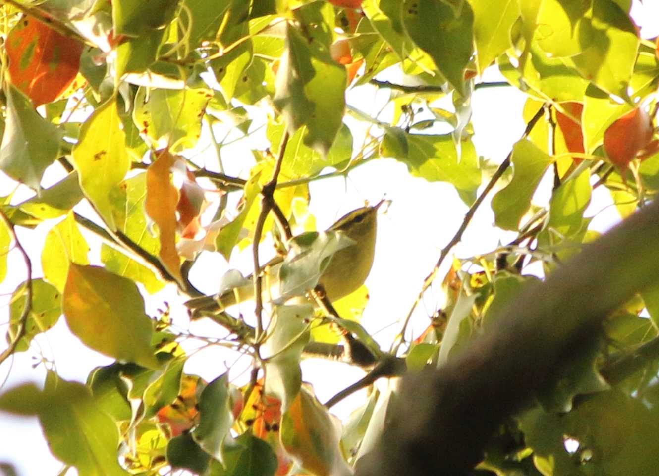 Photo of Pallas's Leaf Warbler at 和田堀公園 by マイク