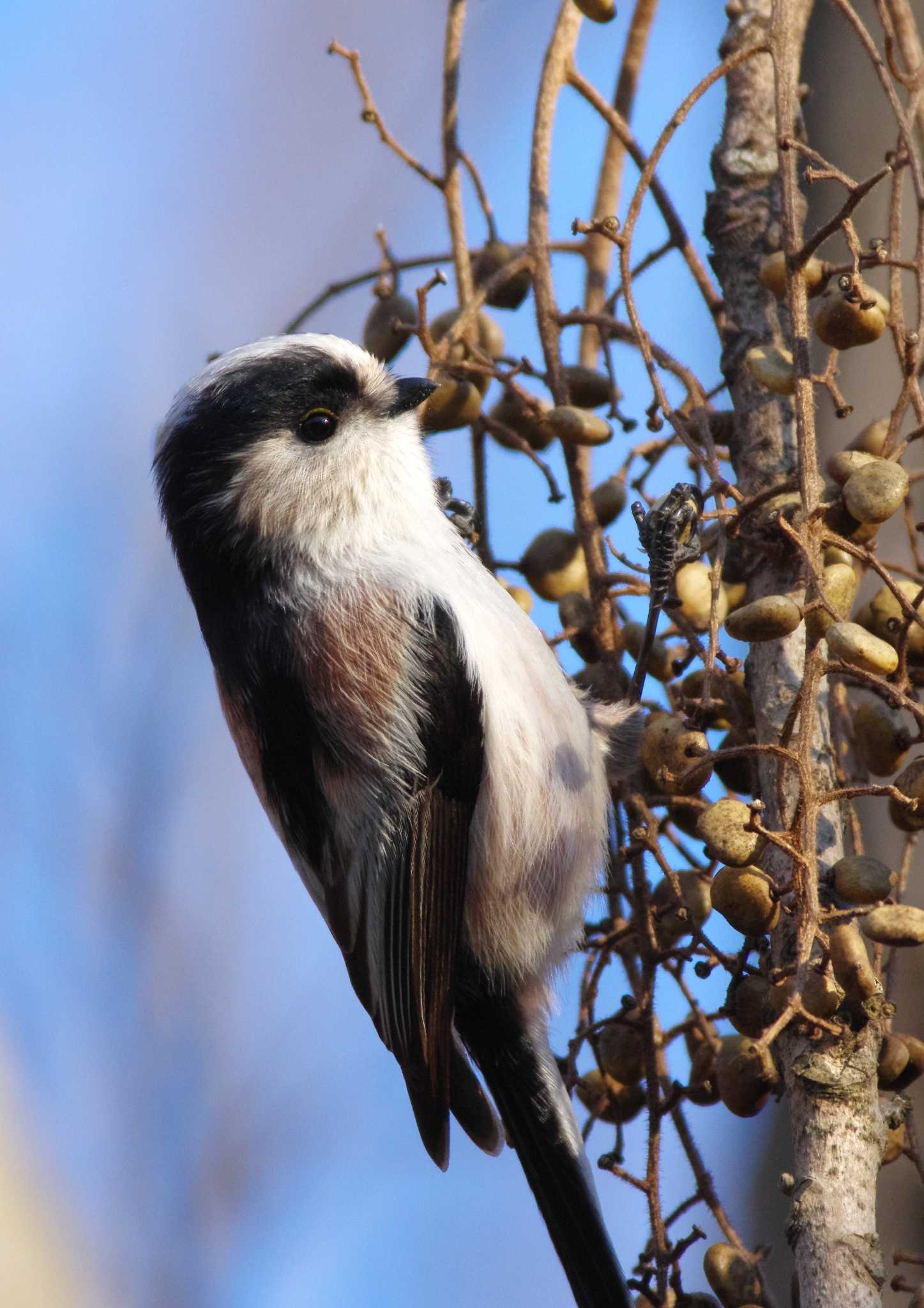 Photo of Long-tailed Tit at 岩藤新池 by KERON