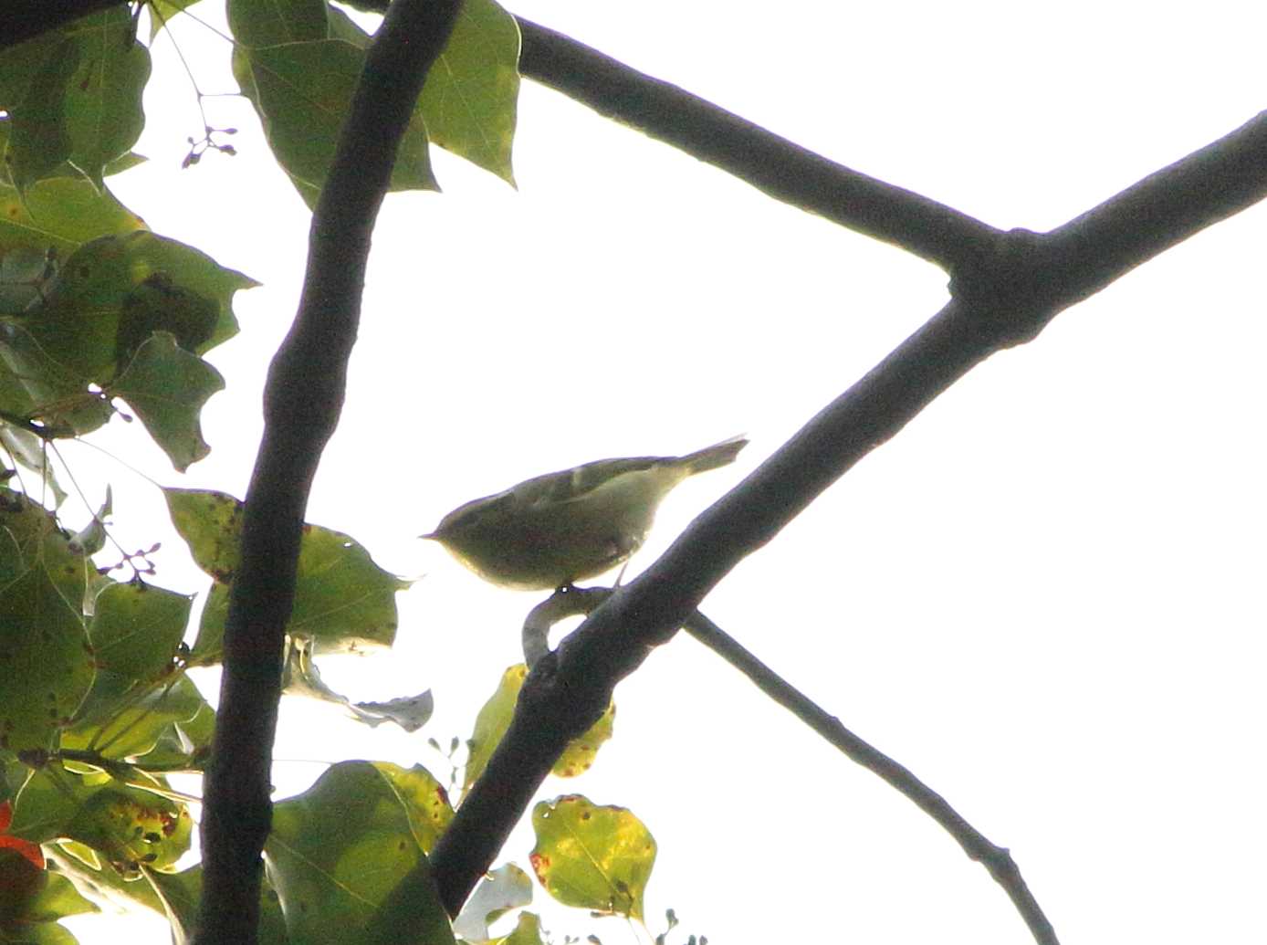 Photo of Pallas's Leaf Warbler at 和田堀公園 by マイク