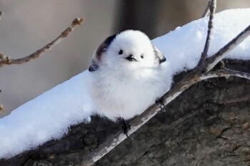 Long-tailed tit(japonicus) Asahiyama Memorial Park Tue, 12/28/2021