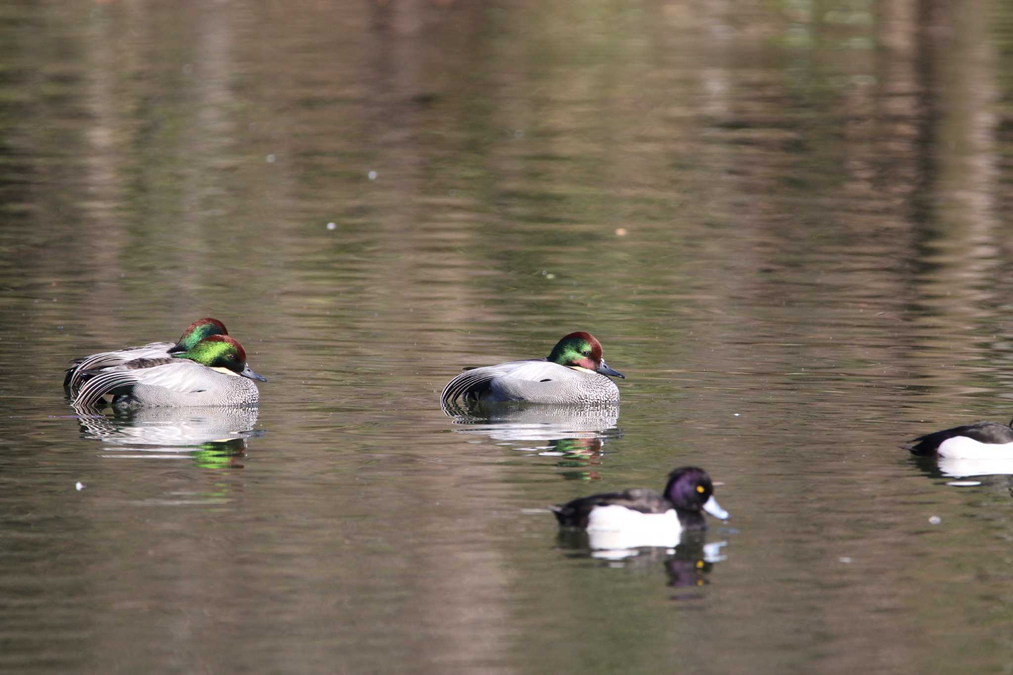 Photo of Falcated Duck at Shakujii Park by Sweet Potato