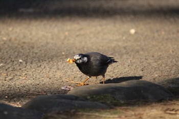 White-cheeked Starling Shakujii Park Wed, 2/2/2022