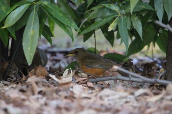 Brown-headed Thrush Shakujii Park Wed, 2/2/2022