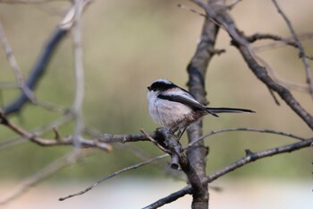 Long-tailed Tit Shakujii Park Wed, 2/2/2022