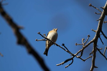 Brambling Shakujii Park Wed, 2/2/2022