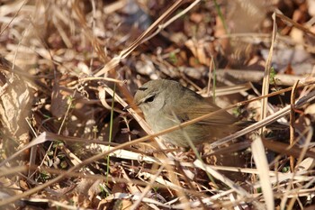 Japanese Bush Warbler Shakujii Park Wed, 2/2/2022