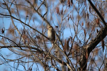 Hawfinch Shakujii Park Wed, 2/2/2022