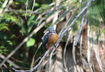 Common Kingfisher 和田堀公園 Wed, 4/12/2017