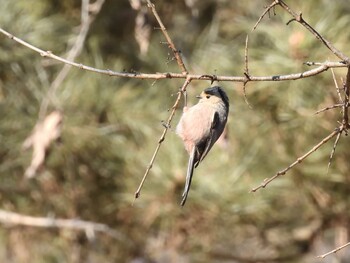 Silver-throated Bushtit 北京植物園(北京) Tue, 2/1/2022