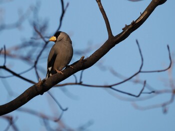 2022年2月2日(水) 座間谷戸山公園の野鳥観察記録