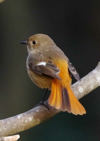 Daurian Redstart 各務野自然遺産の森 Mon, 1/17/2022