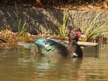 バリケン 檜町公園(東京ミッドタウン) 2022年2月2日(水)