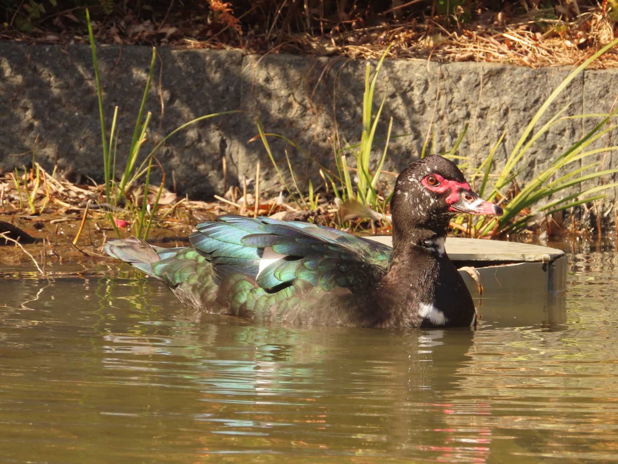 檜町公園(東京ミッドタウン) バリケンの写真