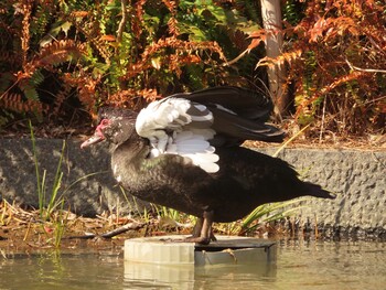 2022年2月2日(水) 檜町公園(東京ミッドタウン)の野鳥観察記録