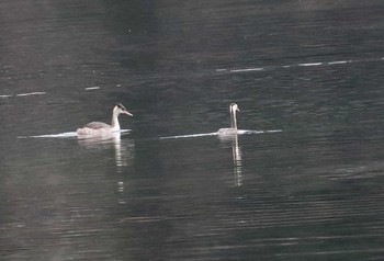 カンムリカイツブリ 中禅寺湖 2016年11月27日(日)