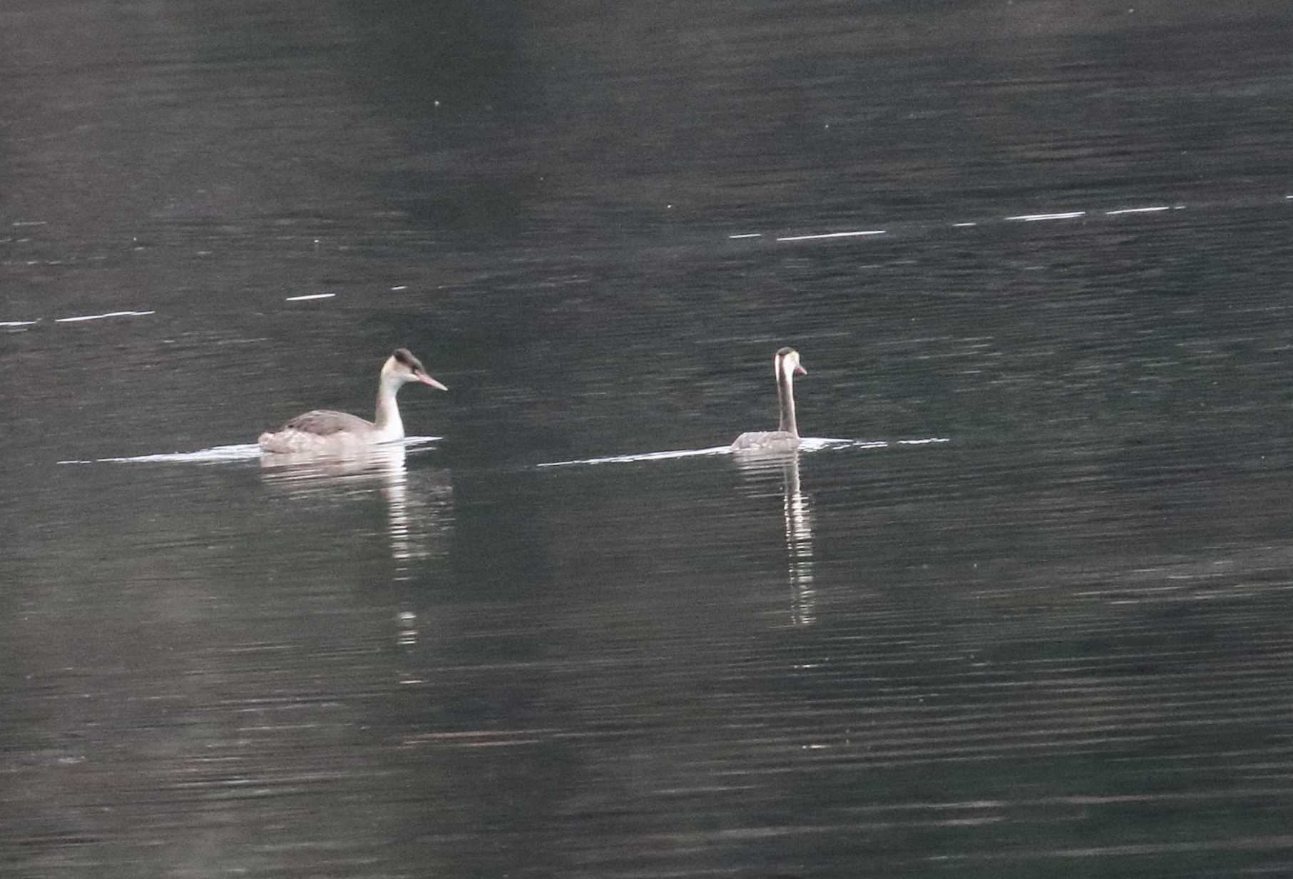 Photo of Great Crested Grebe at 中禅寺湖 by マイク