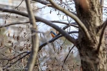 カワセミ 徳生公園 2022年2月1日(火)