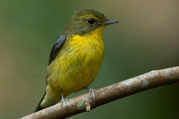 Green-backed Flycatcher Dairy Farm Nature Park Wed, 2/2/2022