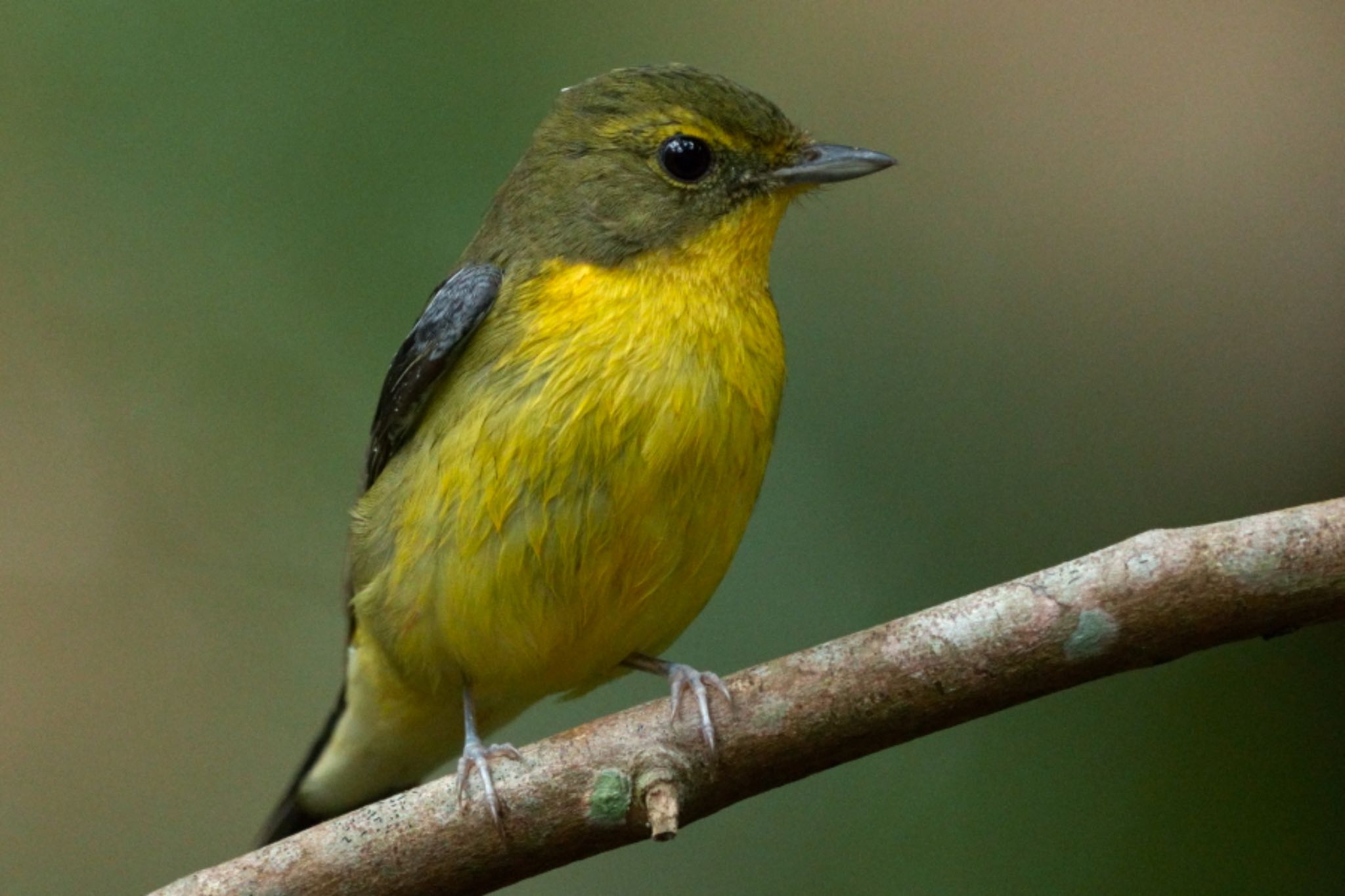 Photo of Green-backed Flycatcher at Dairy Farm Nature Park by T K