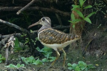 Greater Painted-snipe Kranji Marshes, Singapore Wed, 2/2/2022