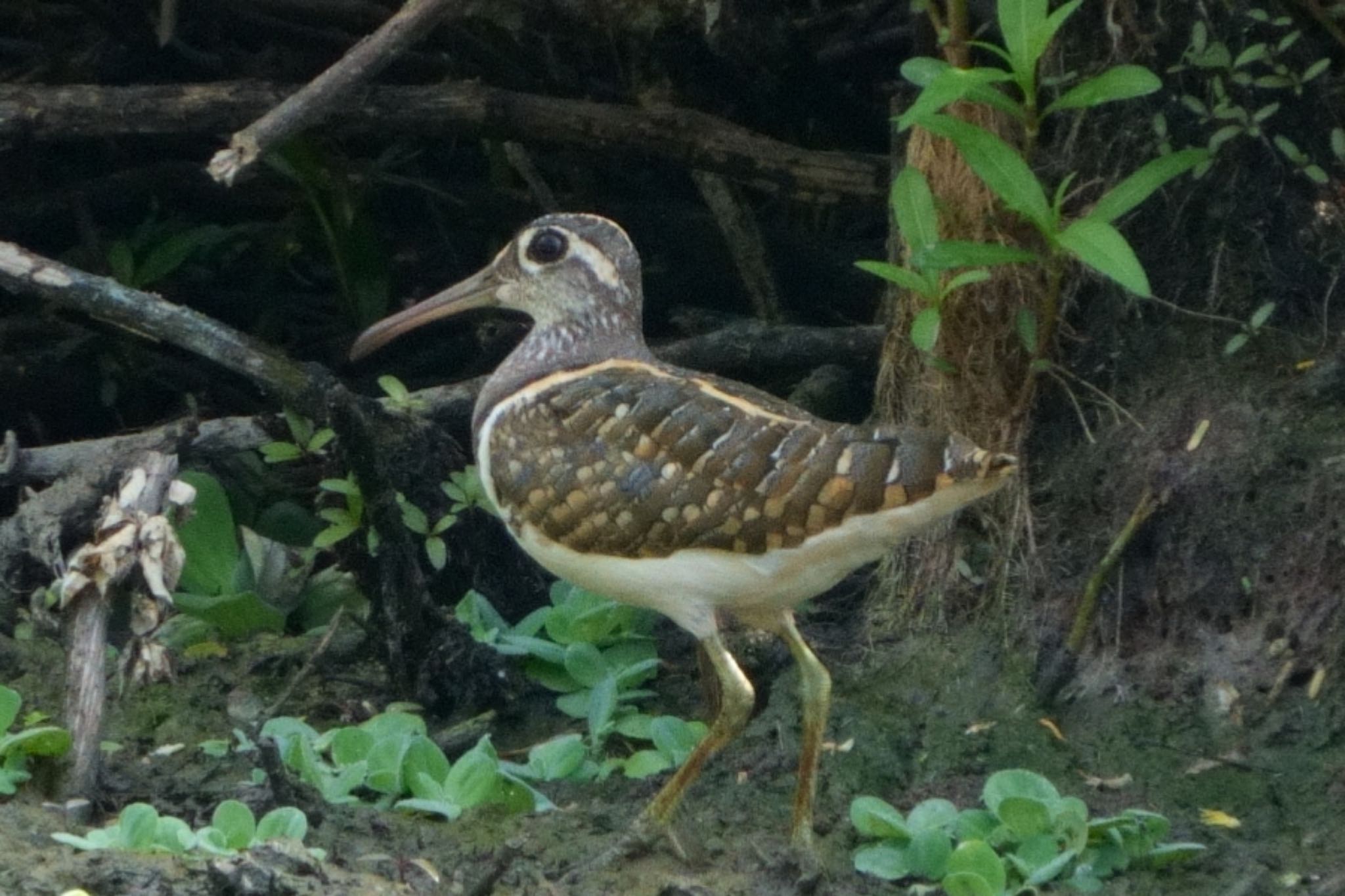 Photo of Greater Painted-snipe at Kranji Marshes, Singapore by T K