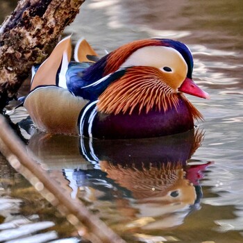 Mandarin Duck 八丁湖 Unknown Date