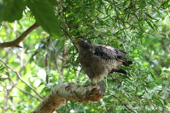 Crested Serpent Eagle Ishigaki Island Wed, 7/19/2017