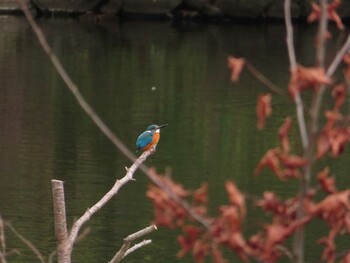 カワセミ 桂坂野鳥遊園 2022年1月30日(日)