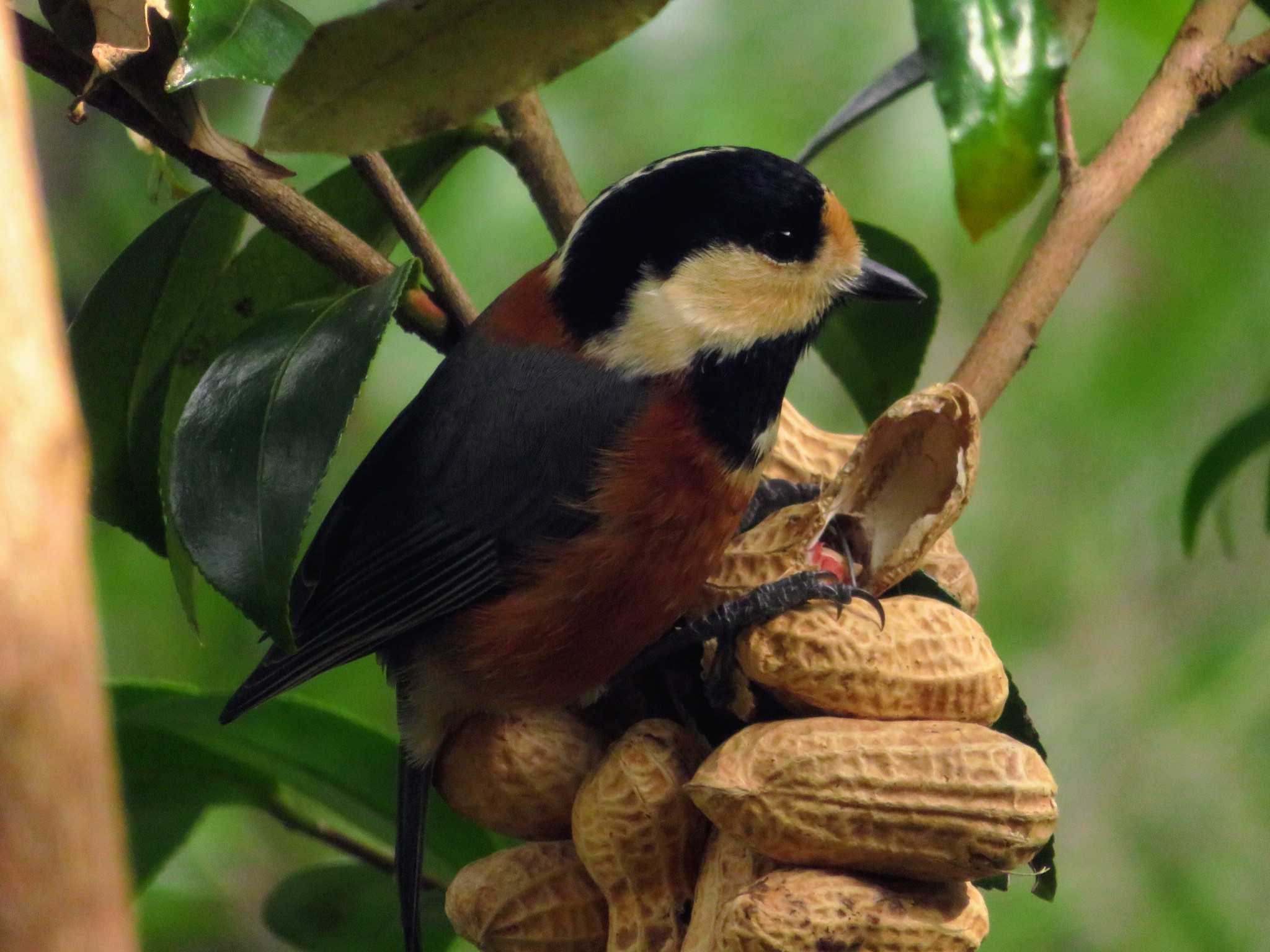 Photo of Varied Tit at 桂坂野鳥遊園 by える