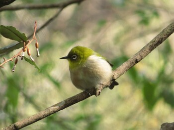 Warbling White-eye 桂坂野鳥遊園 Sun, 1/30/2022