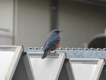 Blue Rock Thrush 桂坂野鳥遊園 Sun, 1/30/2022