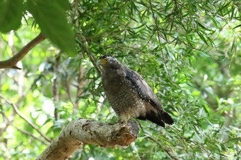 Crested Serpent Eagle Ishigaki Island Wed, 7/19/2017